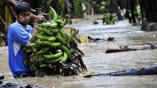 Bananas threatened to disappear| CCTV English