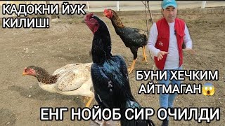 ДАКАН ТОВУК ИШКИБОЗЛАРИ УЧУН ДАХШАТ 😱 БУНАКАСИ БУ́ЛМАГАН ТЕКИНГА ТОЗА ХУРОЗ ЮТУБ ОЛИШИНГИЗ МУМКИН