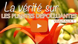 Plante dépolluante dans une chambre ? Plante dépolluante pour chasser les ondes ? Vrai ou faux ?