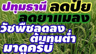 #วิธีกำจัดวัชพืชเพิ่มผลผลิตลดต้นทุนทำอย่างไรโทร..0988868492 0624941552 ดา