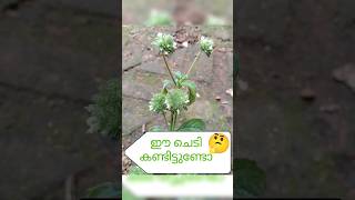 ഈ ചെടി കണ്ടിട്ടുണ്ടോ/hyptis/bushmints #shorts