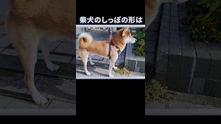 可愛いだけじゃない！柴犬の雑学 #動物 #雑学 #犬 #柴犬