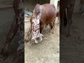 Tando Muhammad khan #short #cow #mandi #shorts #bekra#viral #100k