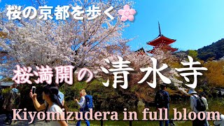 Kyoto Japan walk! /Kiyomizudera with cherry blossoms in full bloom/March 28 2023