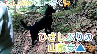 【甲斐犬 ぎん＋ちよ】ちよ初めての山散歩