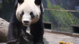 [4K] お昼寝から目覚めるシャオシャオ🐼😀 / Ueno Pandas / 上野動物園パンダファミリー