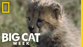 Cheetah Cubs First Adventure | Big Cat Week