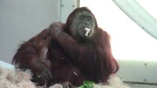 Denver Zoo orangutans mama Nias and new baby Cerah