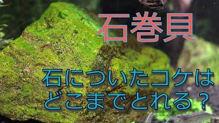 石巻貝はどれくらいコケを取ってくれる？90cm水槽の石のコケ掃除。