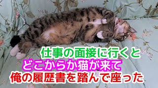 305【猫のほのぼのする話】面接中に猫が来たら緊張が緩んでしまう💦