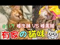 『有家的貓咪』以前躺馬路、現在睡床舖 Cat Story #113