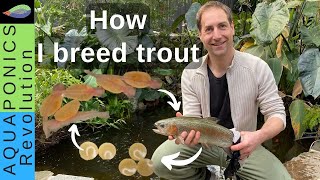 How I BREED TROUT in my Backyard Aquaponics (Producing thousands of fingerlings!)