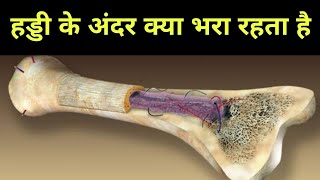 हड्डियों के अंदर क्या भरा रहता हैं - what is inside the bones