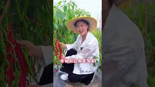 蔬菜种植也有冤家对头，看看哪俩种不能种在一起/学种菜/种植/我家的小菜园 What two types of vegetables should not be planted together?