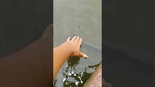 Green fish 🐟 Village lake #amezing #shortvideo