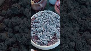 Beautiful succulents | 多肉植物| 다육이들 | Suculentas