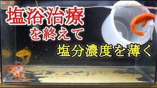 病気の金魚　塩浴治療を終えて・・