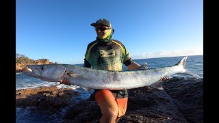 Huge Landbased Barracuda