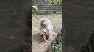 Monkey mothers love కోతి తన పిల్ల చనిపోతే వదల్లేక ఎలా బాధ పడుతుందో చూడండి హార్ట్ టచింగ్ వీడియో