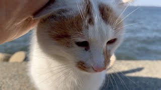 ２０２３／０２／２８浜のニャンコのゆっくり、ゆる〜い一日の一齣、A scene from a slow, loose day of cats on the beach