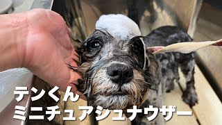 ミニチュアシュナウザー　テンくん【miniatureschnauzer】