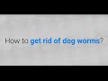 How to get rid of dog worms? 3 methods you can use How to get rid of dog worms? 3 methods you can use