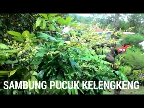 CARA SAMBUNG PUCUK TANAMAN KELENGKENG AGAR CEPAT BERBUAH - YouTube