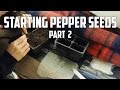 Starting Pepper Seeds Part 2