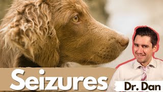 Dog seizures. Dr. Dan covers symptoms, diagnosis, and treatment of seizures in dogs.
