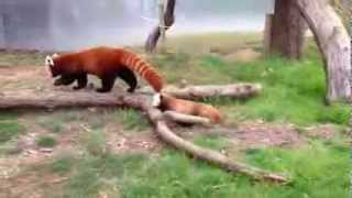 Baby red panda Mohu exploring with mom Stella Luna