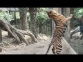 お部屋に帰りたい三つ子【‎2025年‎2月18日】【上野動物園】スマトラトラ