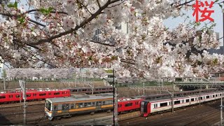 Sakura – Kirschblüte mit JR- und Meitetsu-Zügen　桜とJRと名鉄