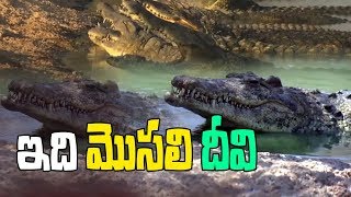 ఇది మొసలి దీవి | Asam Kumbang Crocodile Park in Indonesia