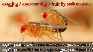 കണ്ണീച്ചയെ അകറ്റാം - How To Get Rid Of Fruit Flies At Home In Malayalam