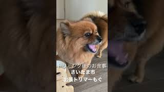 出張トリマーもぐ　おうちでワンちゃんものびのびトリミング