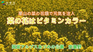 里山の菜の花畑で元気注入　菜の花はビタミンカラー　国営アルプスあづみの公園　安曇野