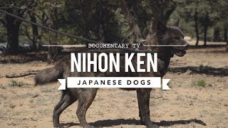 JAPAN'S RARE DOG BREEDS - NIHON KEN