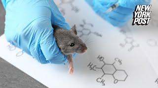 Chinese lab crafts mutant COVID-19 strain with 100% kill rate in ‘humanized’ mice