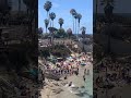 sea lions chase away beachgoers shorts