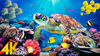 [NEW] 11HR Stunning 4K Underwater Footage - Rare & Colorful Sea Life Video-Relaxing Sleep Music #144