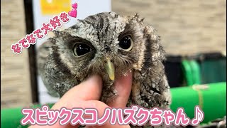 人馴れバッチリ👌スピックスコノハズクちゃん♪（熱帯倶楽部東川口本店）