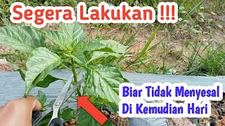 lakukan pruning pada cabe agar berbuah lebat dan kebal dari penyakit #pruning #tanamancabe