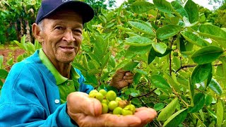 NO SÍTIO DO SEU JOÃO -TEM MUITAS FRUTÍFERAS EXÓTICAS