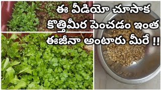 కొత్తిమీర పెంచడం ఇంత ఈజీనా ? How to grow Coriander successfully at home (within 10 days)