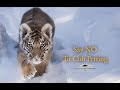 Say NO To Cub Petting || The Story Of A Tiger Cub