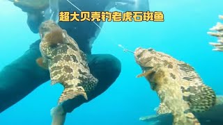 渔民在海底布置超大贝壳陷阱，收上来的全是老虎石斑，赚大了