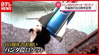 パンダが“ロケット”に興味津々？ 動物園スタッフがプレゼント…なぜ（2021年4月13日放送「news every.」より）