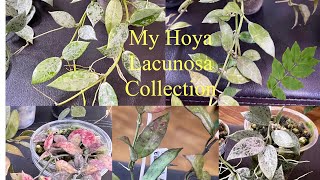 MY HOYA LACUNOSA COLLECTION | PROMISE RODRIGUEZ