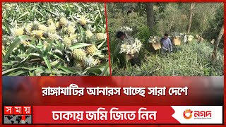 পাহাড়ের বুকে আনারসের বাম্পার ফলন | Pineapple Cultivation | Rangamati News | Somoy TV