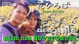 #5 (Rất đẹp) Ngắm hoa hướng dương Hanahiroba Aichi | Cuộc sống Nhật Bản